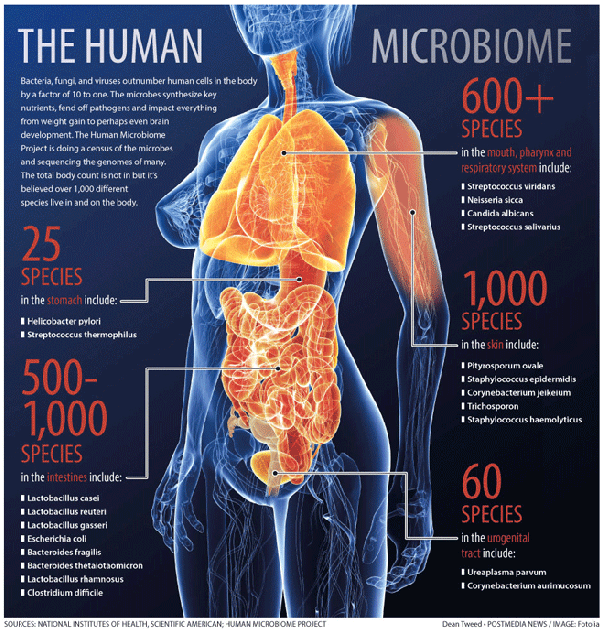 Gut mikroobide kaalulangus