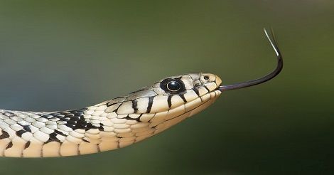 Snake kaalulangus Kuidas eemaldada poletatud rasva pannilt